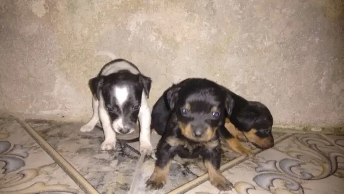 Cachorro raça Vira - lata  idade Abaixo de 2 meses nome Bebezinhos 