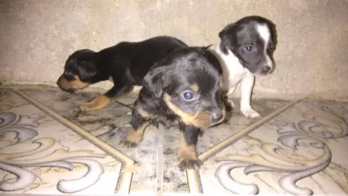Cachorro raça Vira - lata  idade Abaixo de 2 meses nome Bebezinhos 