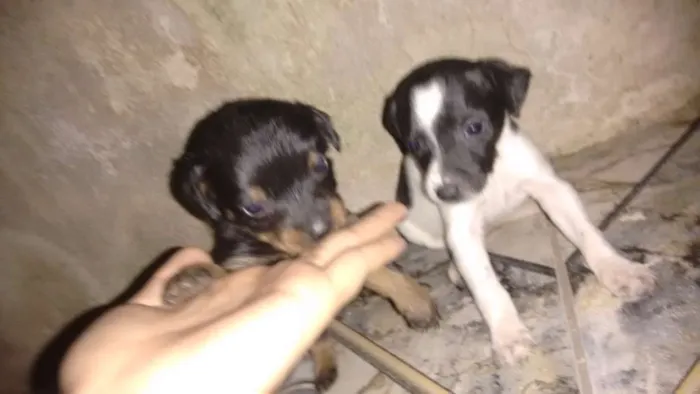 Cachorro raça Vira - lata  idade Abaixo de 2 meses nome Bebezinhos 