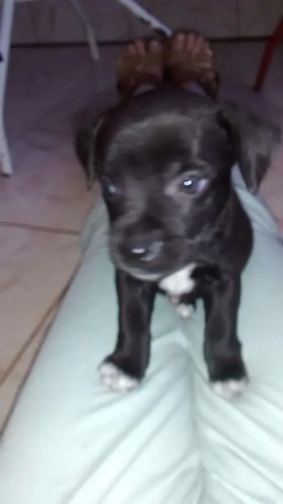Cachorro ra a Vira-lata idade 2 a 6 meses nome Filhotes