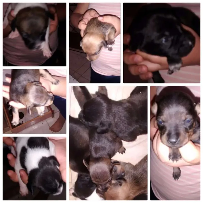 Cachorro ra a Vira-lata idade 2 a 6 meses nome Filhotes