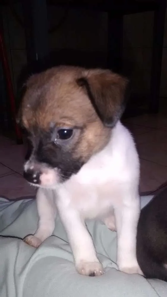 Cachorro ra a Vira-lata idade 2 a 6 meses nome Filhotes
