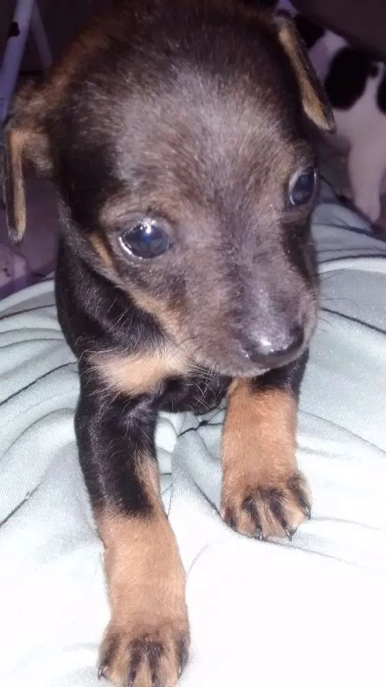 Cachorro ra a Vira-lata idade 2 a 6 meses nome Filhotes