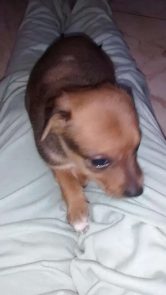 Cachorro ra a Vira-lata idade 2 a 6 meses nome Filhotes