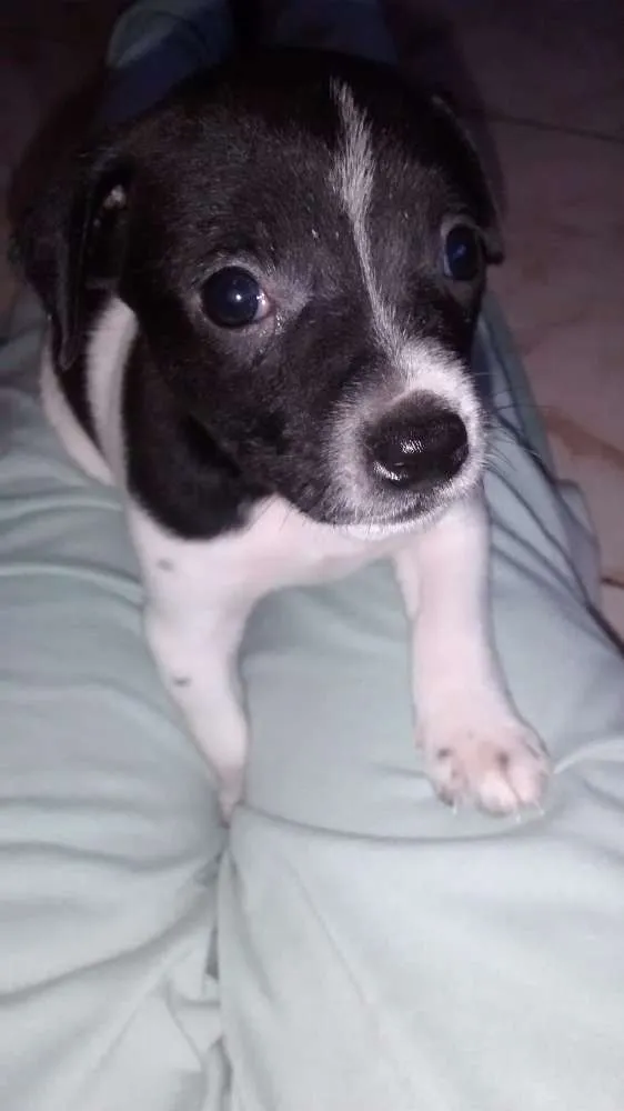Cachorro ra a Vira-lata idade 2 a 6 meses nome Filhotes