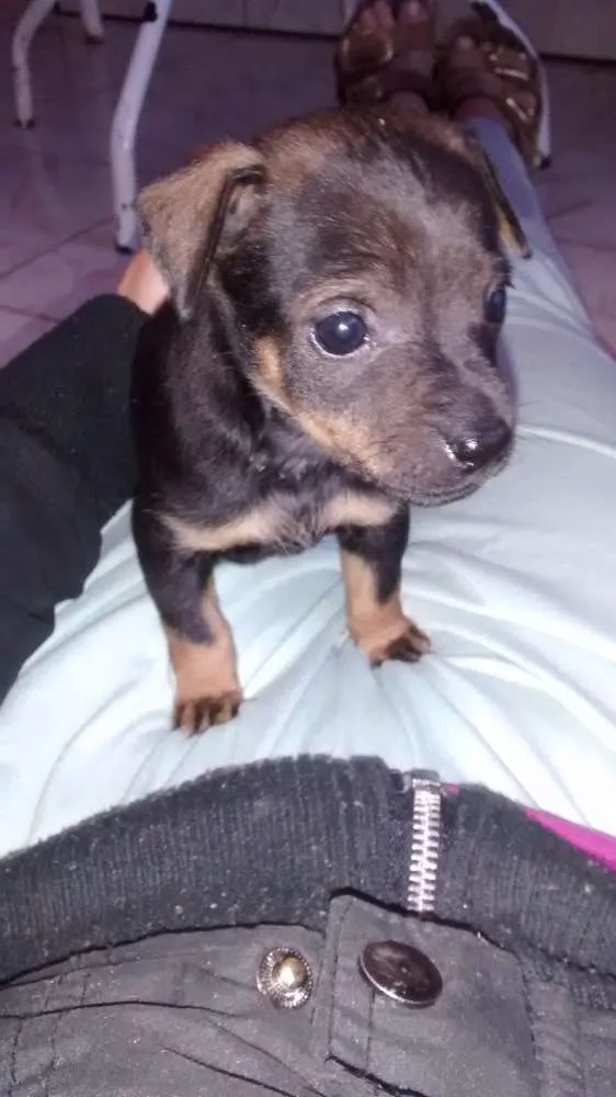 Cachorro ra a Vira-lata idade 2 a 6 meses nome Filhotes
