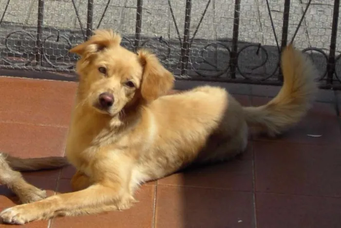 Cachorro ra a SRD idade 6 ou mais anos nome Bono