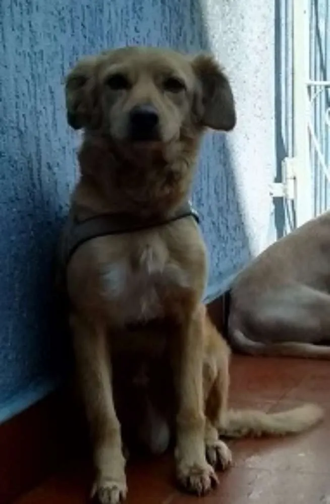 Cachorro ra a SRD idade 6 ou mais anos nome Bono