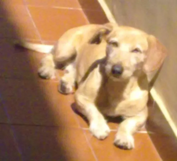 Cachorro ra a SRD idade 6 ou mais anos nome Cider