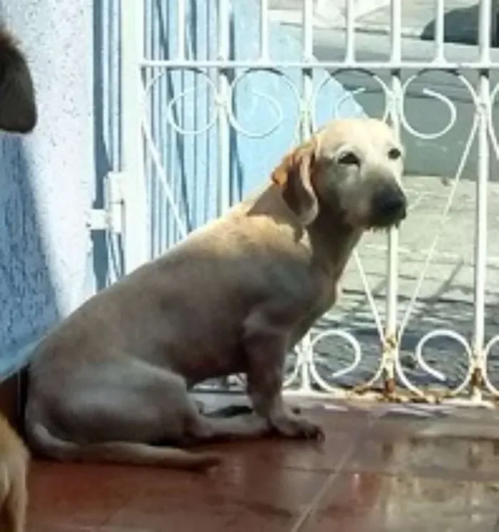 Cachorro ra a SRD idade 6 ou mais anos nome Cider