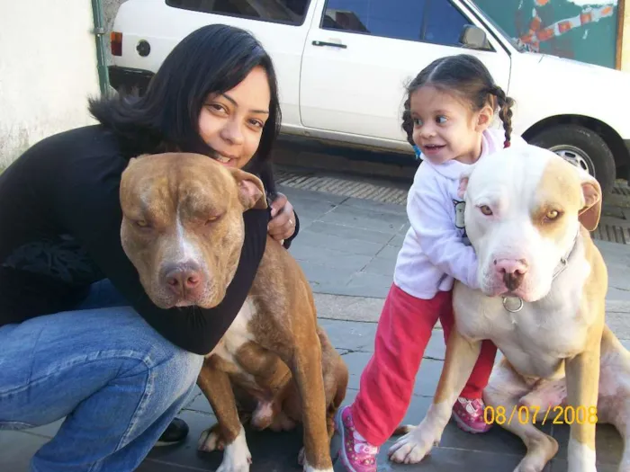 Cachorro ra a Pit Bull idade 6 ou mais anos nome Titan Pandor