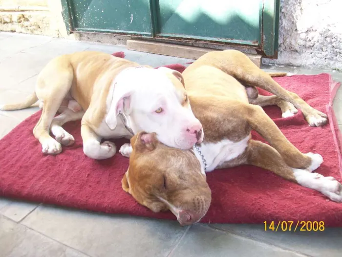 Cachorro ra a Pit Bull idade 6 ou mais anos nome Titan Pandor