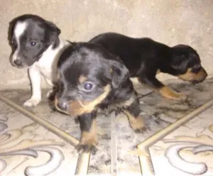 Cachorro raça Vira - lata  idade Abaixo de 2 meses nome Bebezinhos 