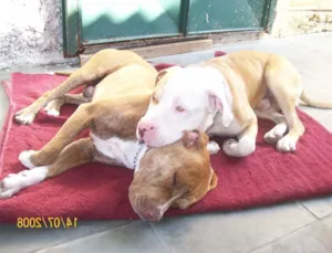Cachorro raça Pit Bull idade 6 ou mais anos nome Titan Pandor