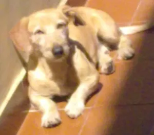 Cachorro raça SRD idade 6 ou mais anos nome Cider