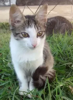 Gato raça  idade 2 a 6 meses nome Luna