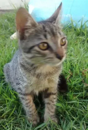 Gato raça  idade 2 a 6 meses nome Lia