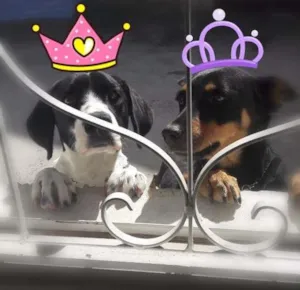 Cachorro raça Srd idade 1 ano nome Preta e Milky