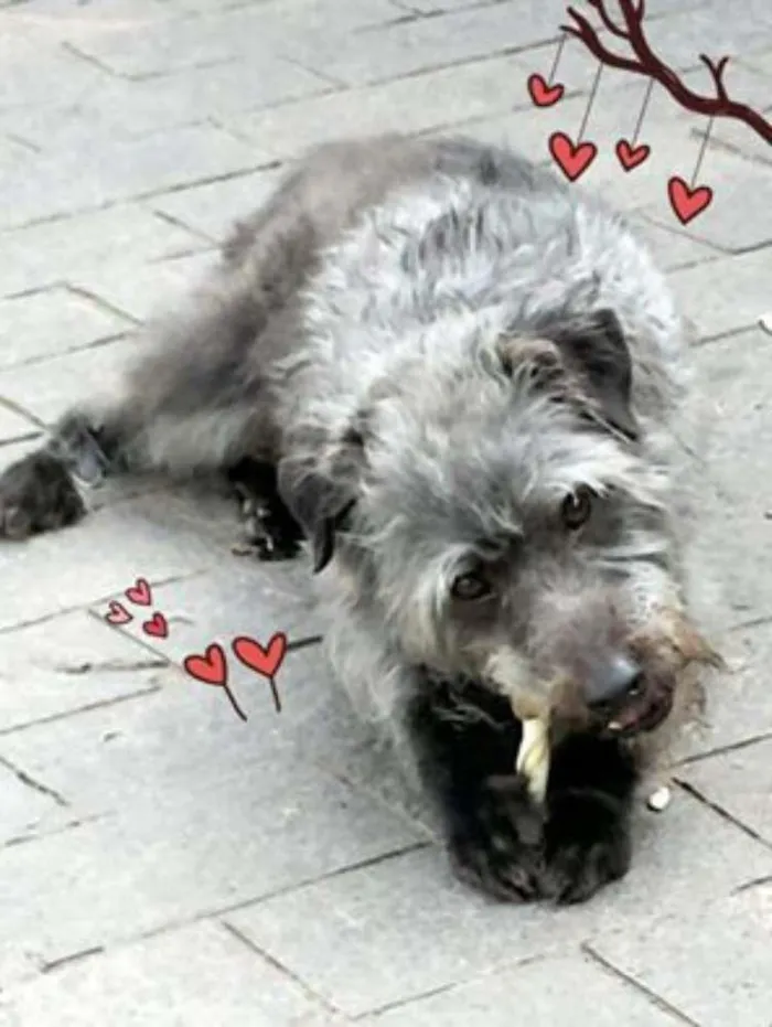 Cachorro ra a  idade 4 anos nome Benício