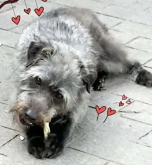 Cachorro raça  idade 4 anos nome Benício