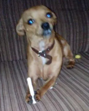 Cachorro raça Pintier idade 2 a 6 meses nome PIQUININHO 