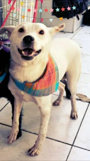 Cachorro raça  idade 3 anos nome Vicente