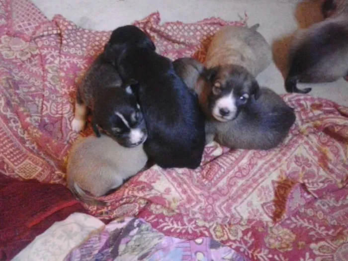 Cachorro ra a Vira lata  idade Abaixo de 2 meses nome Fofuchos