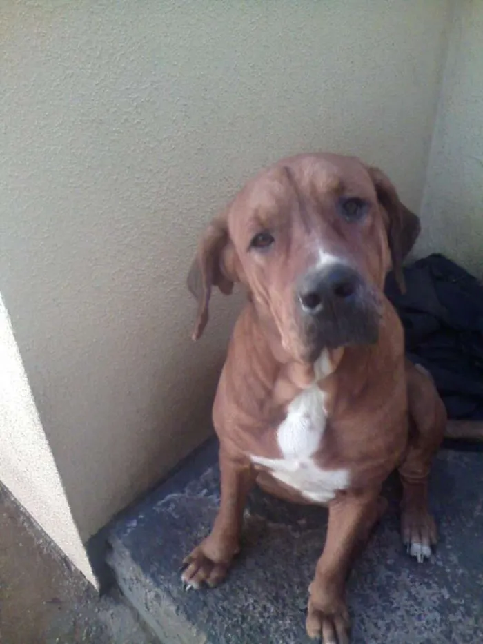 Cachorro ra a Fila idade 2 anos nome Hannah