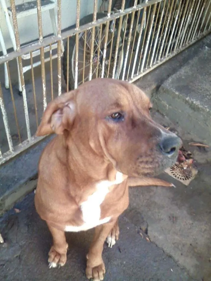 Cachorro ra a Fila idade 2 anos nome Hannah
