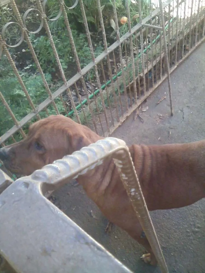 Cachorro ra a Fila idade 2 anos nome Hannah