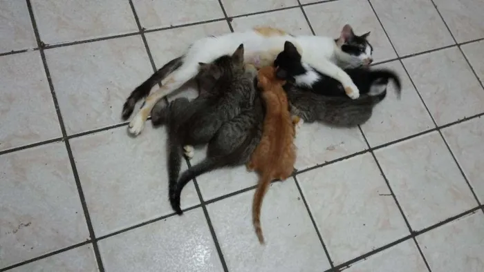 Gato ra a  idade  nome Florentina e seus filhotinhos