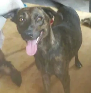 Cachorro raça SRD idade 1 ano nome Tigresa