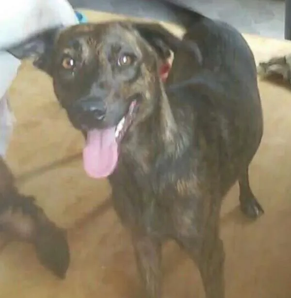 Cachorro ra a SRD idade 1 ano nome Tigresa