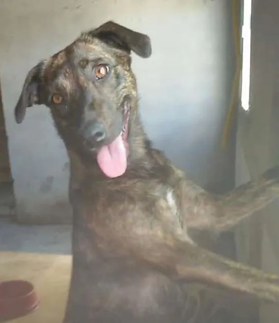 Cachorro ra a SRD idade 1 ano nome Tigresa