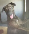 Tigresa