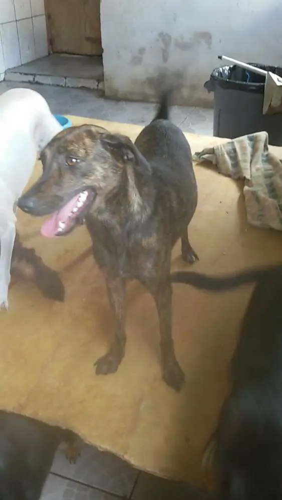 Cachorro ra a SRD idade 1 ano nome Tigresa