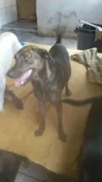 Tigresa