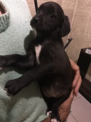 Cachorro raça Vira Lata idade 2 a 6 meses nome Filhotes