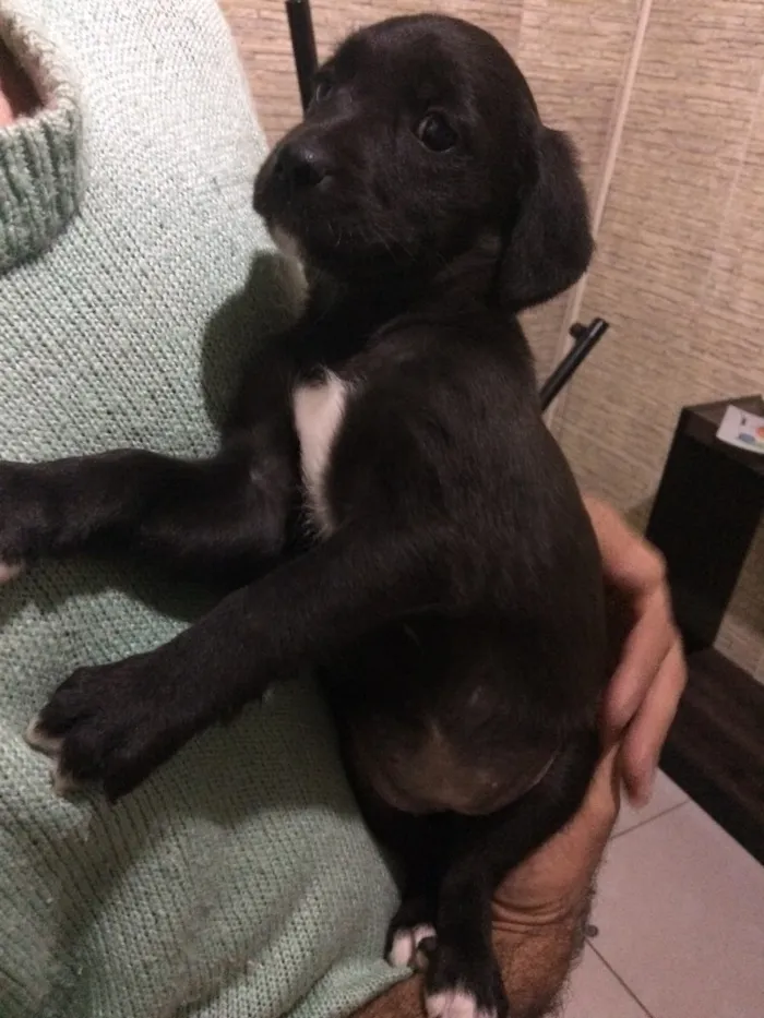 Cachorro ra a Vira Lata idade 2 a 6 meses nome Filhotes