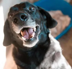 Cachorro raça SRD idade 4 anos nome Negao
