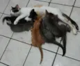 Florentina e seus filhotinhos