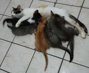Gato raça  idade  nome Florentina e seus filhotinhos