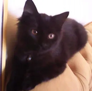 Gato raça Persa idade 2 a 6 meses nome Cacau
