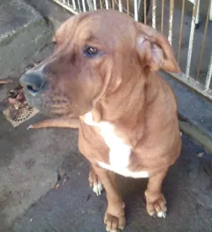 Cachorro raça Fila idade 2 anos nome Hannah