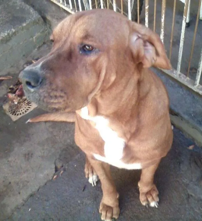 Cachorro ra a Fila idade 2 anos nome Hannah