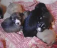 Fofuchos