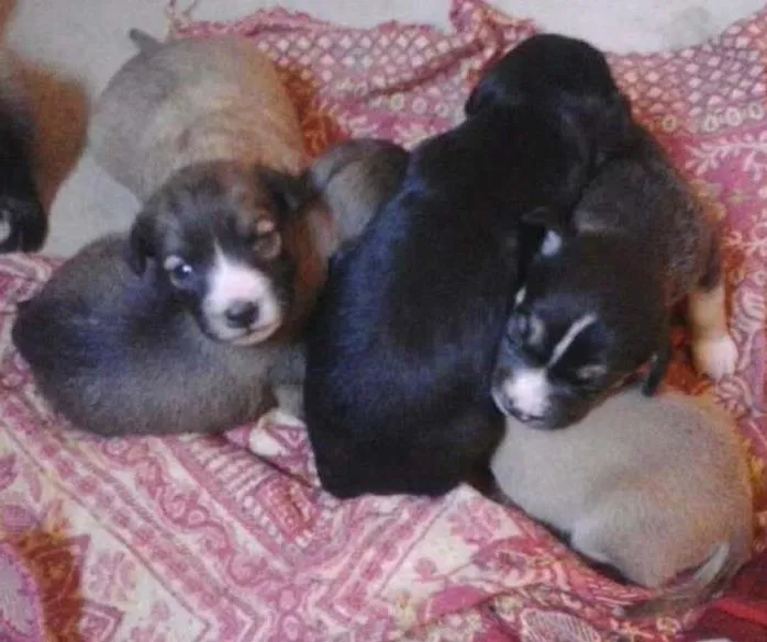 Cachorro ra a Vira lata  idade Abaixo de 2 meses nome Fofuchos