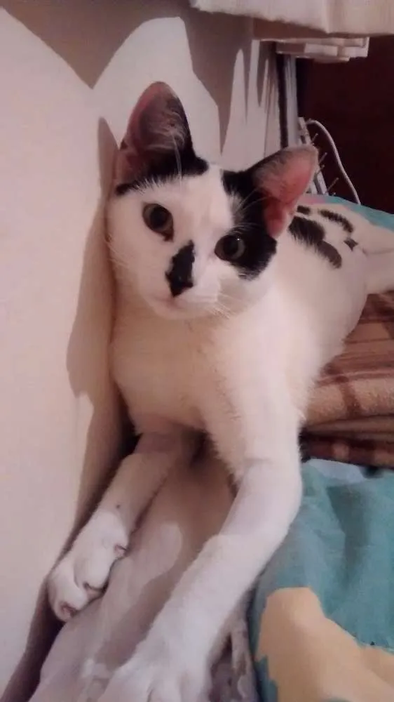 Gato ra a Srd idade 1 ano nome Xaninha