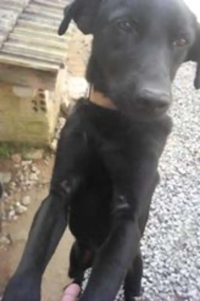 Cachorro ra a Pastor Alemão com Labrador idade 3 anos nome Scooby