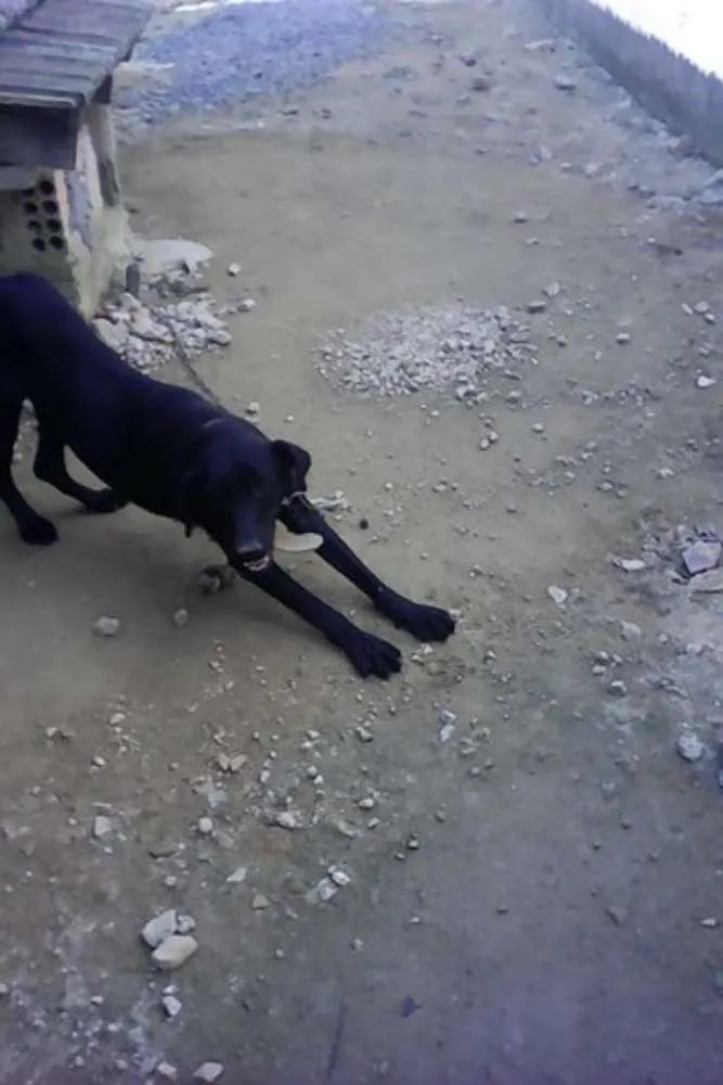 Cachorro ra a Pastor Alemão com Labrador idade 3 anos nome Scooby